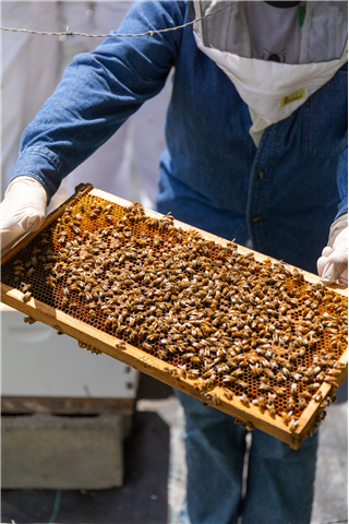 Beekeeping–How Sweet it is!