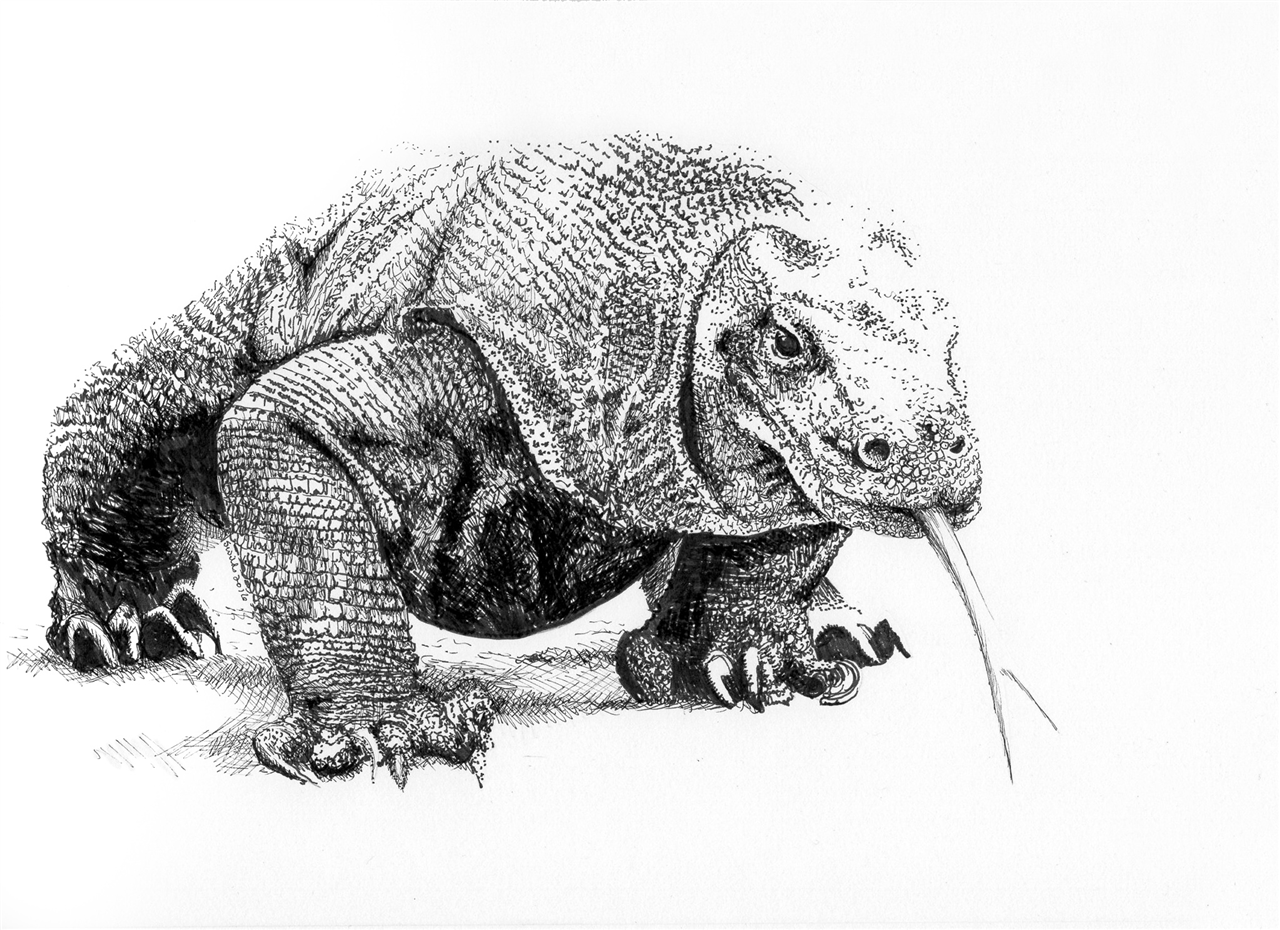 Beginning Pen and Ink - Wildlife Drawing